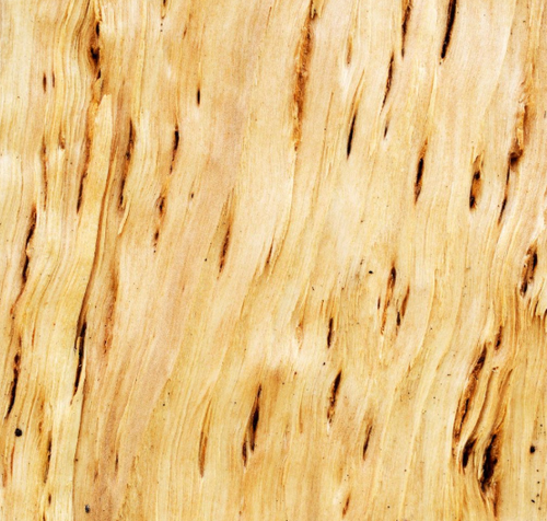 Текстура карельской берёзы